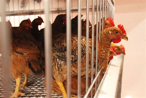 donate a chicken|free chickens to give away.